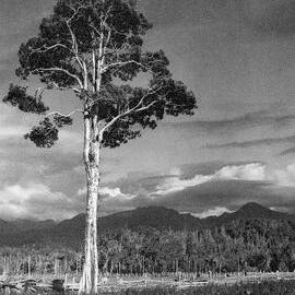 Where Once a Forest Stood - Westland .ca. 1952.