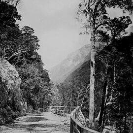 In the Otira Gorge, Westland, looking up.ca.1868-1898.