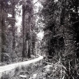 Road through the bush, Westland.