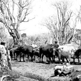 Four people with a team of bullocks yoked to a chain, Westland.1890`s-1910`s.