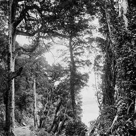 West Coast Road - On the Christchurch Road between 30 & 40 mile posts.ca.1880
