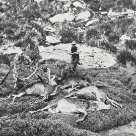 The Matakitaki Valley, Murchison District, where State Forestry employees culled deer.ca.1930`s.