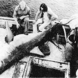 Great white shark caught off Hokitika, 1977