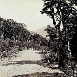 Arthurs Pass, West Coast Road.ca.1880.