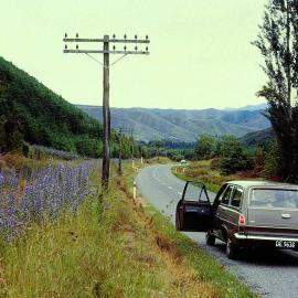 Wildflowers on the roadside near Murchison, the Clarks' Holden stationwagon parked in the road.1967.