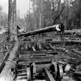 Men loading the day's collection of logs onto tramway trucks in the felling area, from where they were hauled 14 miles back to the mill at Ross.1947.