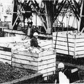 Tuna being loaded onto a Greymouth boat