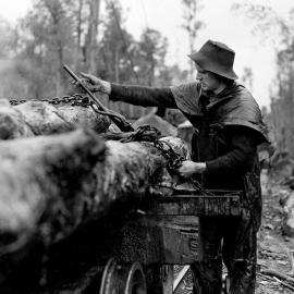 A bushman attaching chains to secure logs on bogies on tramway tracks for the 14-mile journey back to the mill at Ross.1947.