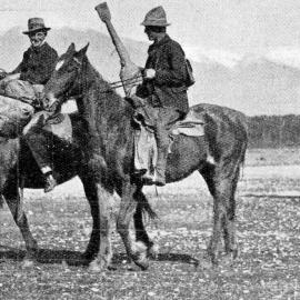 Packhorses take on mail and stores from Mussel Point to Lower Okuru.1936.