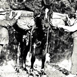 Two men delivering mails on a horseback from Weheka, in South Westland to Okuru, a distance of 98 miles.