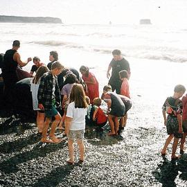 Whale on the beach at Rapahoe.November, 1996.